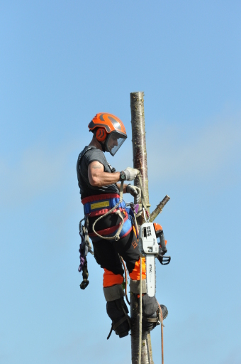 A1 Arborist Tree Surgeon Logo