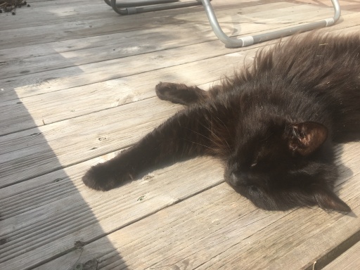 Cat Sitting while you are away