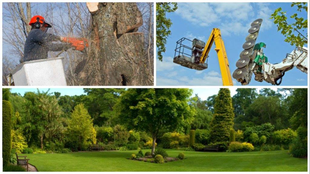 Fort Worth Juan's Tree Service Fort Worth, TX, 76140