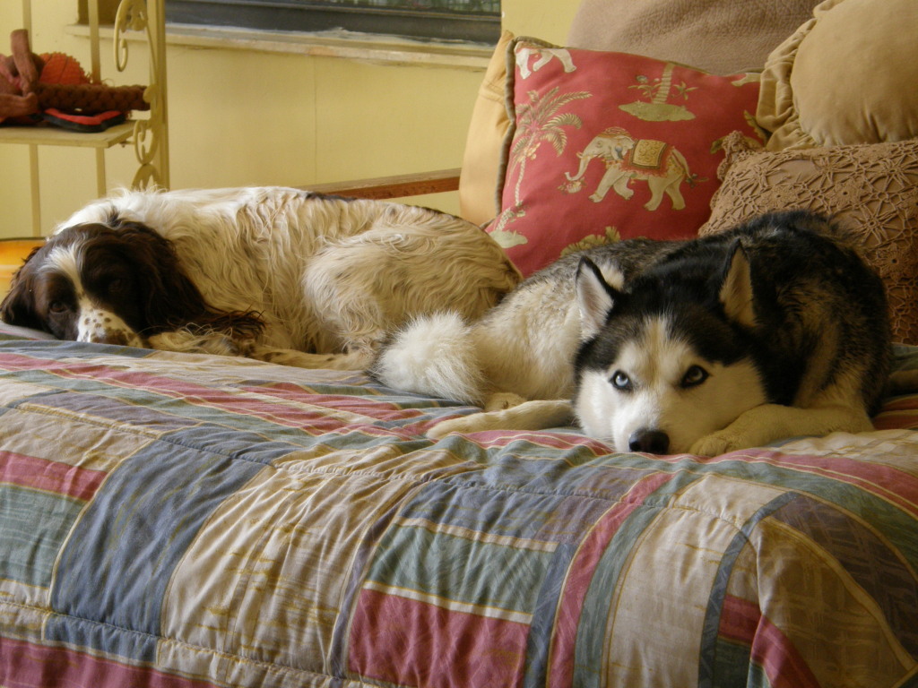 Pawsitively Love West Palm Beach