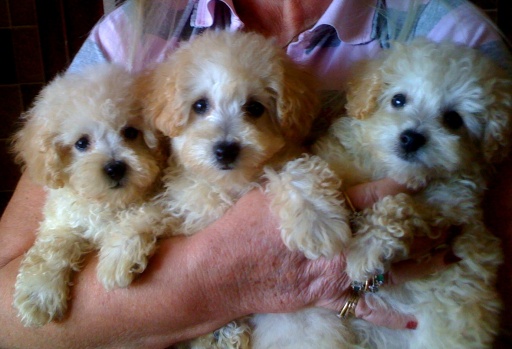 poodles