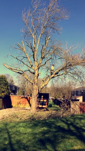 Tree reductions