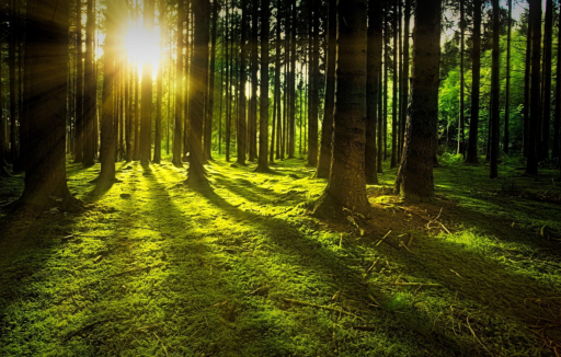 Reiki Therapy for Mental Wellbeing