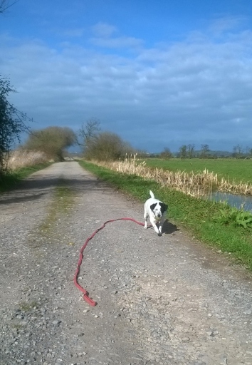 Gracie on an individual walk