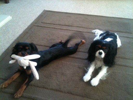 doggy daycare nottinghamshire