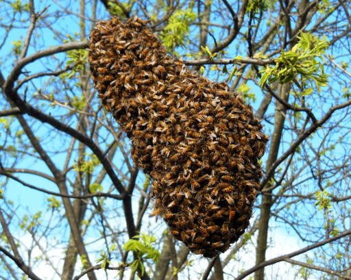 Bee Swarm Removal