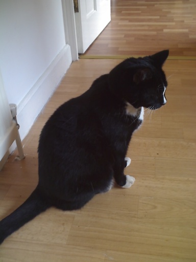 This is Earl, over the years Paws 4 Thought has provided a cat visiting service.