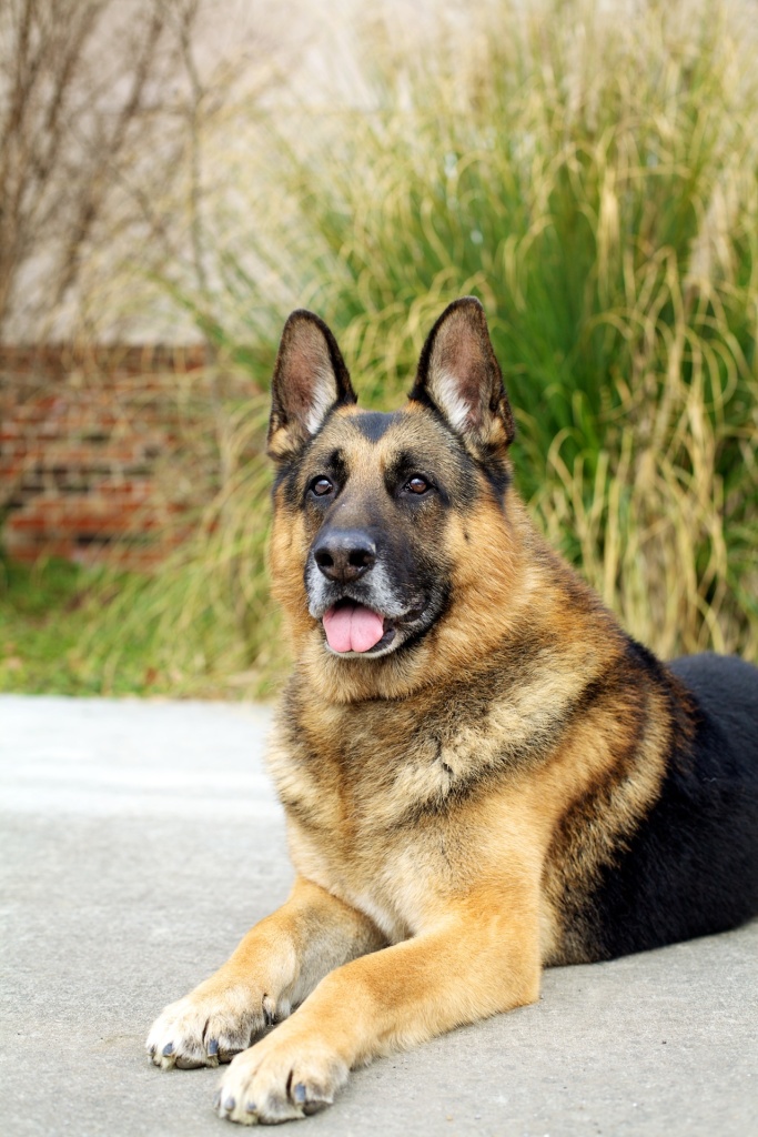 apple ridge german shepherds