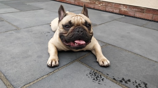 Louis relaxing and happy after an afternoons walk