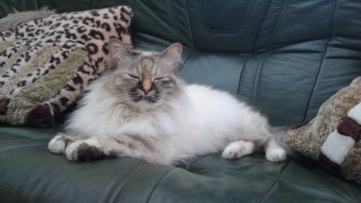 Cat Sitting