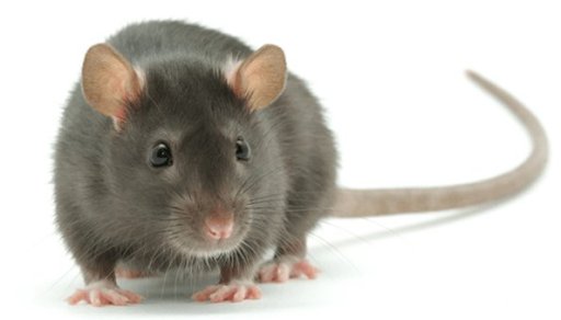 Mice Pest Control