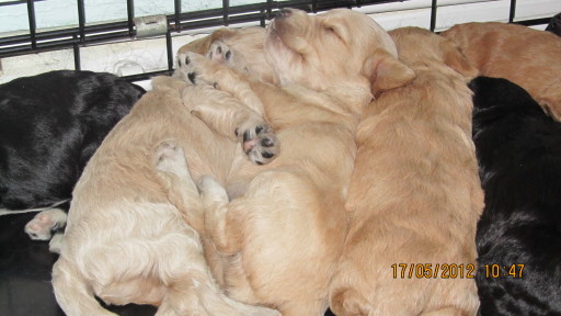 Its a dogs life