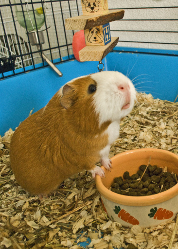 Rizzo enjoying his lunch in one of our indoor cages
