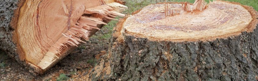 Tree Services
