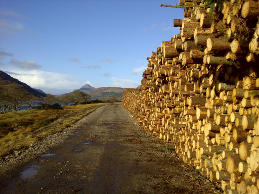 Timber stacked from a large project. I also manage small-scale timber harvesting jobs in small woods