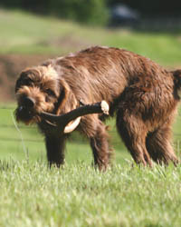 tall timber pudelpointers