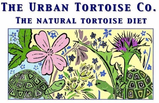 The Urban tortoise co.