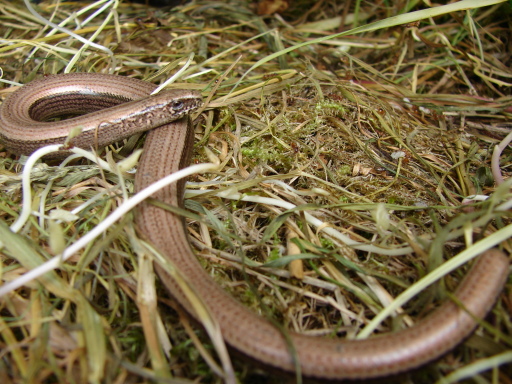 Slow-worm