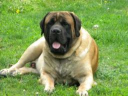 king of the hill mastiffs