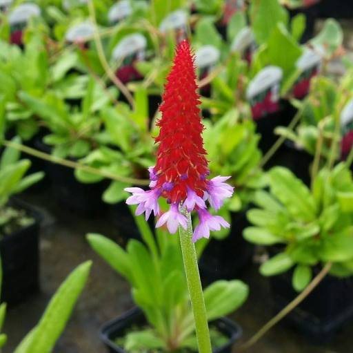 Just one of the many plants available at Bromfield Aquatics