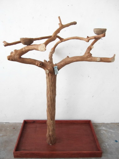 Full size Java Trees just ??200, chose your own from the images on our website