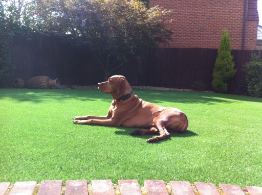 New lawn in Chandlers Ford