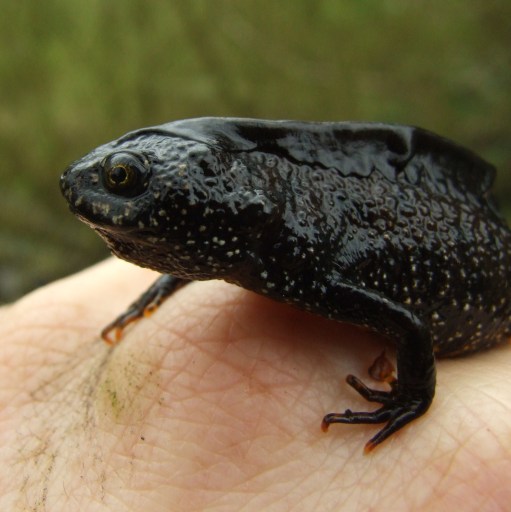 Great Crested Newt