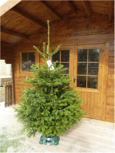 Nordmann Fir Christmas Tree