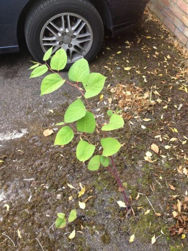 image0