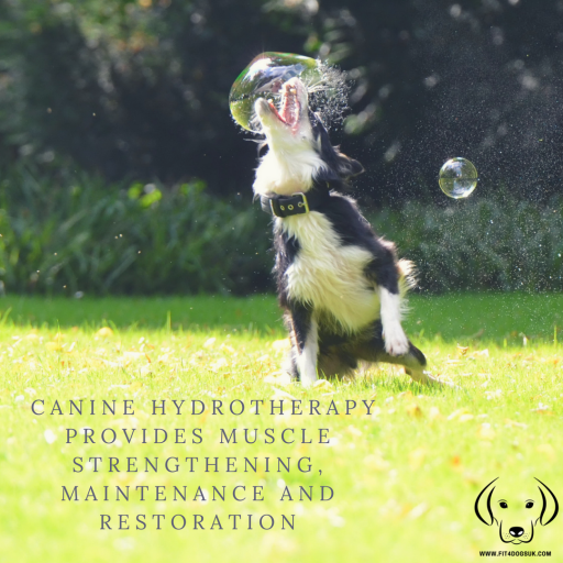Fit4dogsuk Canine Hydrotherapy Beverley