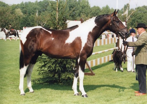 Puzzles Star Struck - Stallion at Stud