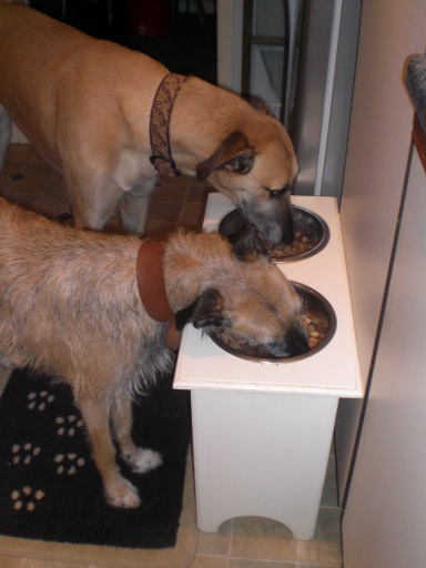 Bespoke Raised Dog Feeder