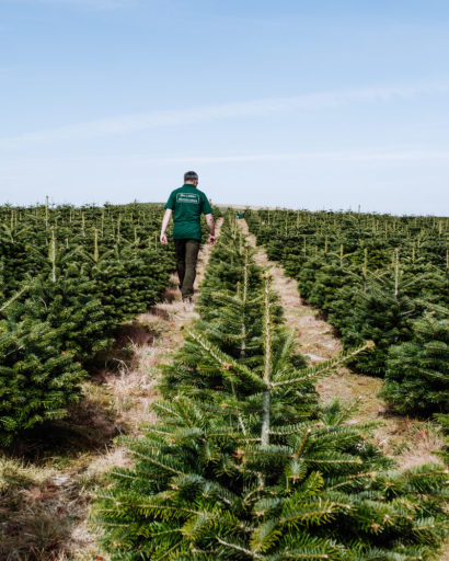 Christmas Tree Wholesaler