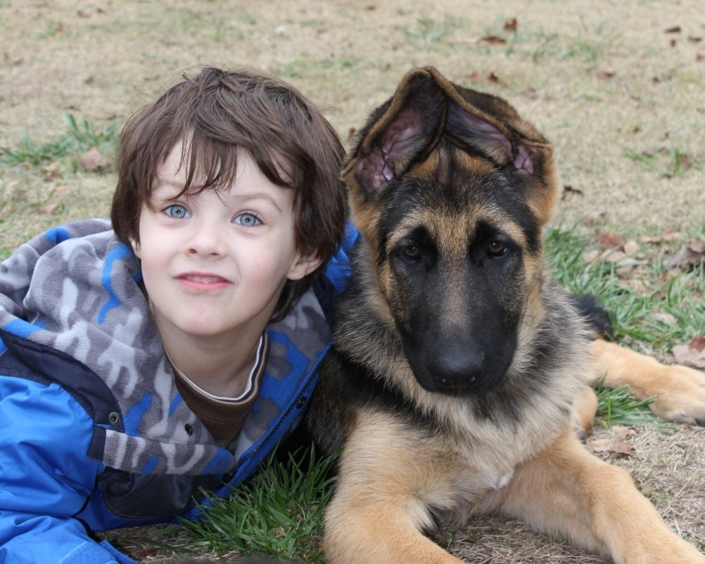 apple ridge german shepherds