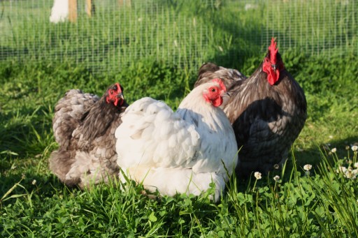Orpington Bantams