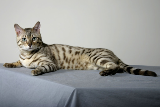 Seal Sepia Bengal Stud - Rambo