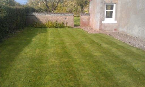 Stripped lawn.