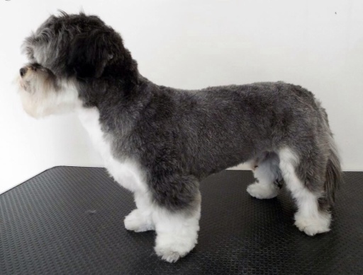 Hugo the Lhasa Apso after his teddy bear trim
