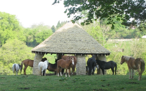 Hopethruhorses herd of naturally kept horses - helping people.