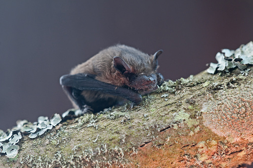 Common pipistrelle