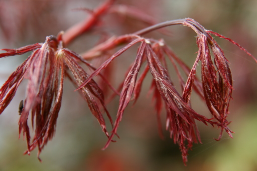 Tender unfolding by Ruth Baker