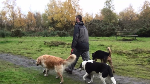 walkies on the Wildside! Waldridge Fell dog walking Service