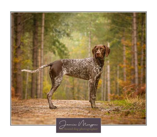 Surrey Dog Photographer | Hound Dog Photography