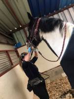 Hampshire Equestrian Centre