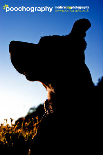 Poochography - Dog photography