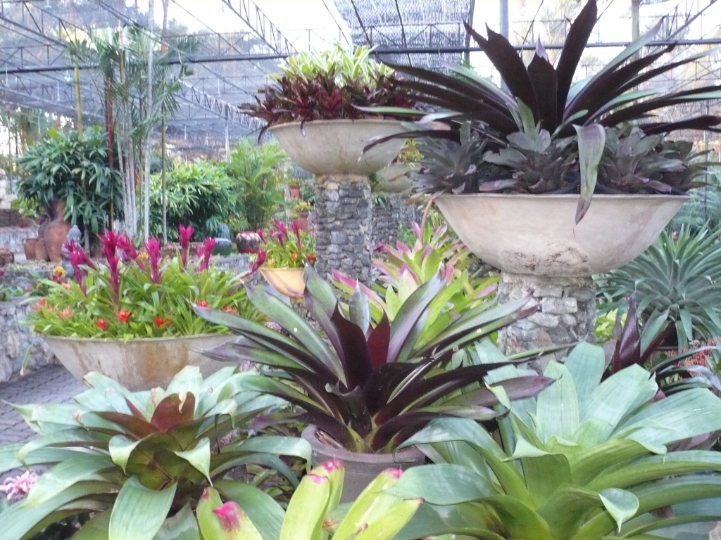 BromBasics (Wildfire Garden) YandinaCoolum Road Sunshine Coast