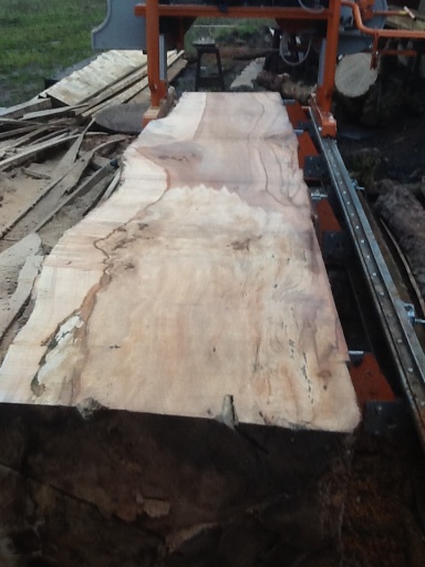 Sycamore on the sawmill
