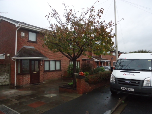 tree work before