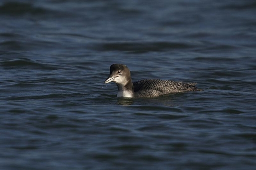 Great Northern Diver, bird, Gavia immer, wildlife