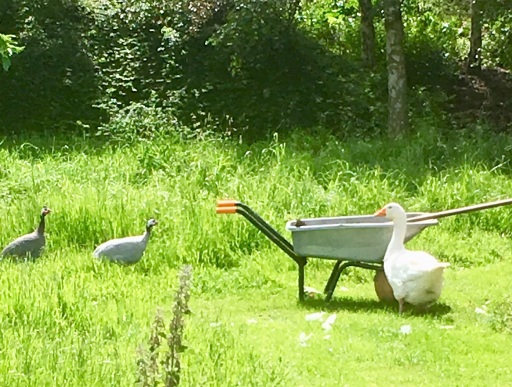 wheelbarrow visitors